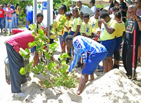 Beef Island Sea Grape Tree Replanting 2