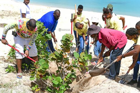 Man Replanting SeaGrape Trees