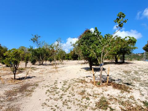 Native Trees 2