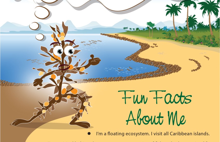 Mass Sargassum Landings