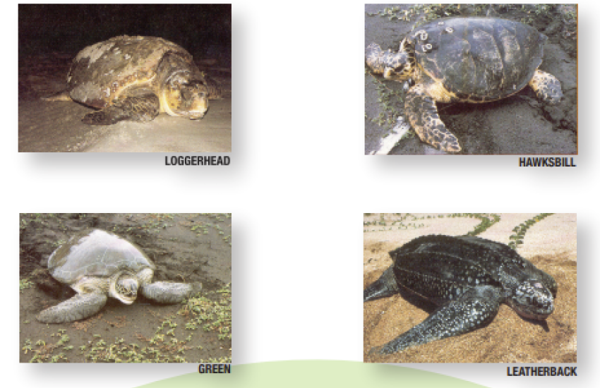 Turtles