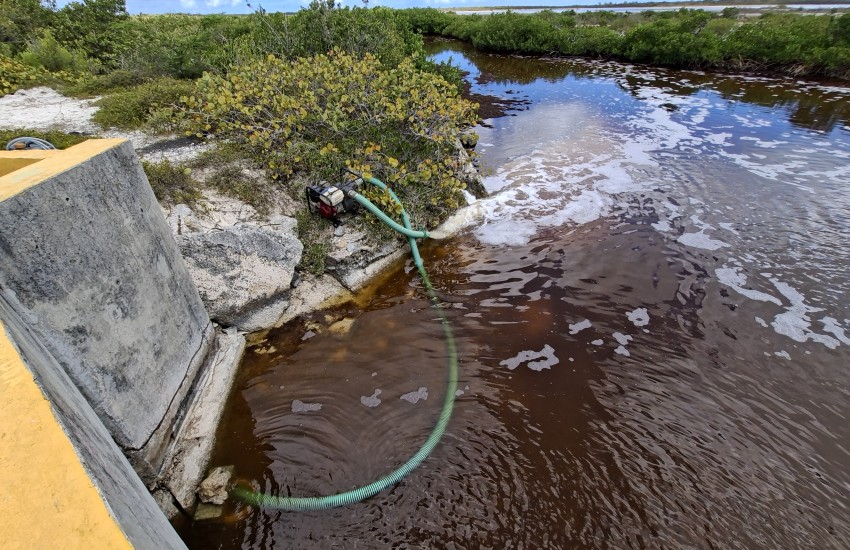 Coordinated Response to Flamingo Pond Fish Die-Off as Sargassum Season Intensifies
