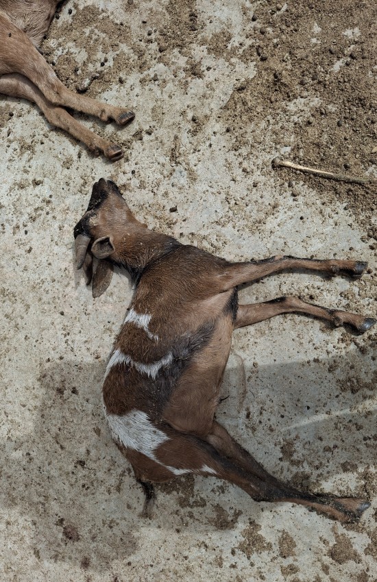 Dogs Attacking Animal