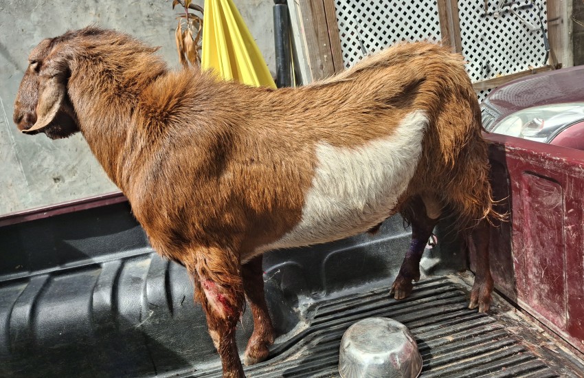 Dogs Attacking Animal