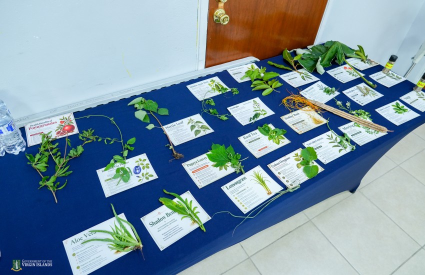 Medicinal Plants workshop 4