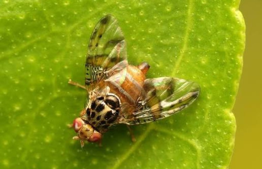 fruit_fly.jpg