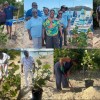 Replant 100 Seagrape Trees At Long Bay 2