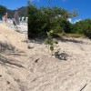 Replant 100 Seagrape Trees At Long Bay