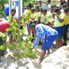 Initiatve To Replant 100 Seagrape Trees At Long Bay Continues 
