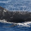 The Ministry of Environment, Natural Resources and Climate Change notifies the Virgin Islands community  that the importation of whale meat sometimes referred to as “blackfish” into the Territory is prohibited. 