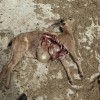 Dogs Attacking Animal