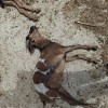 Dogs Attacking Animal