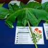 Medicinal Plants workshop 2