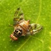 fruit_fly.jpg