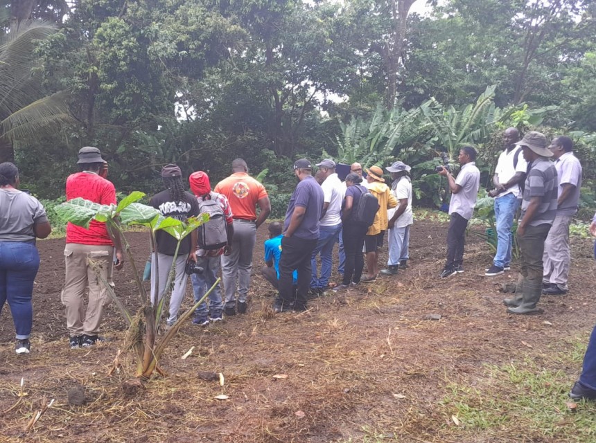 Farmers white potato 6
